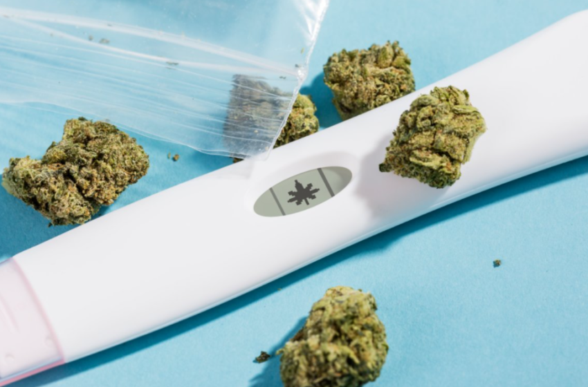  What Midwives Should Know About Pregnancy, Marijuana, and CBD