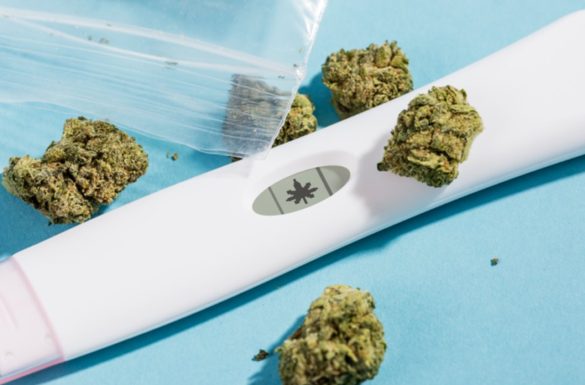 What Midwives Should Know About Pregnancy, Marijuana, and CBD