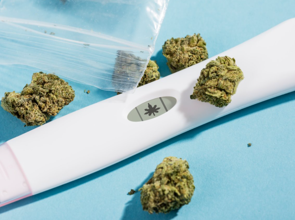 What Midwives Should Know About Pregnancy, Marijuana, and CBD