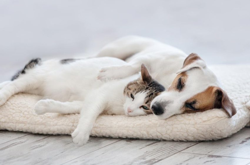 Can CBD help dogs or cats with anxiety?