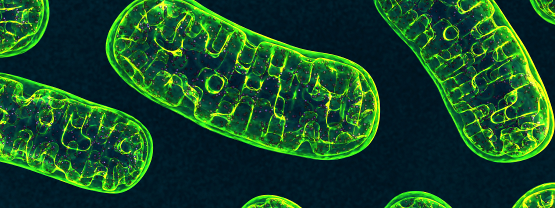  What are Mitochondria & How do they work?