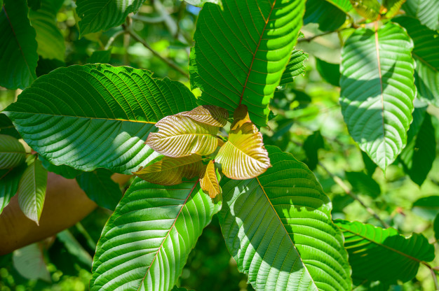  Can You Use Kratom for mood-lifting?